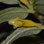Columnea medicinalis - 10 seeds - very rare gesneriaceae