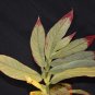 Columnea medicinalis - 10 seeds - very rare gesneriaceae