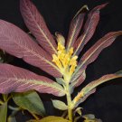 Columnea tessmannii 10 seeds - very rare Gesneriad
