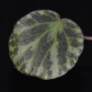 Begonia gironellae - 20 seeds