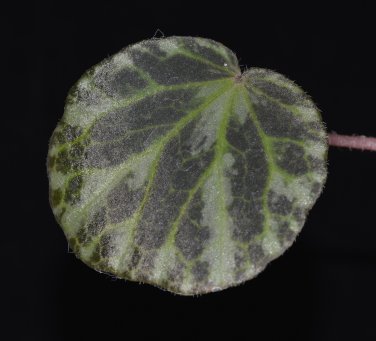 Begonia gironellae - 20 seeds