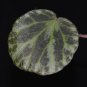 Begonia gironellae - 20 seeds