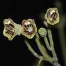 Rhytidophyllum tomentosum - 10 seeds - very rare Gesneriaceae