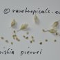 Christia pierrei - 5 seeds