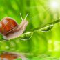 100% Snail Mucus Snail Slime Extract Anti-Wrinkle,Skin Whitening And Moisturizin
