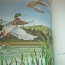Arizona Wetlands & Waterfowl Ducks, Geese, Swan+