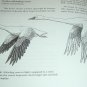 Arizona Wetlands & Waterfowl Ducks, Geese, Swan+