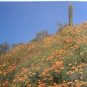 American Southwest People & Landscape Harvey Girls+