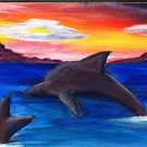 dolphin 7/12/14