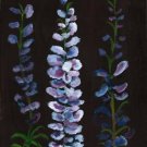 Delphiniums 3/10/14