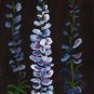 Delphiniums 3/10/14