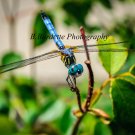 Dragonfly Smile