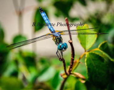 Dragonfly Smile