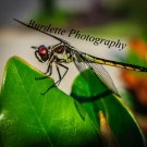 Dragonfly on Leaf