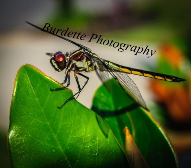 Dragonfly on Leaf