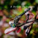 Dragonfly - Silver