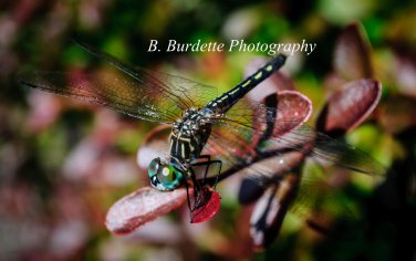Dragonfly - Silver