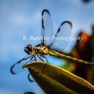 Dragonfly - Ready for Take-off