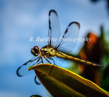 Dragonfly - Ready for Take-off