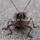 Grasshopper