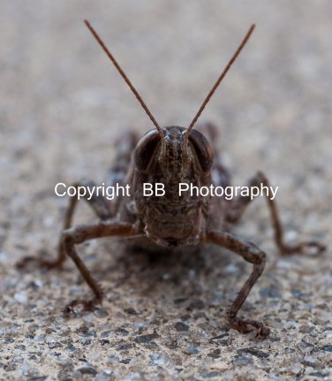Grasshopper