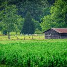 Barn in Cornfield