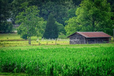 Barn in Cornfield