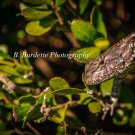Lizard Peeking Out