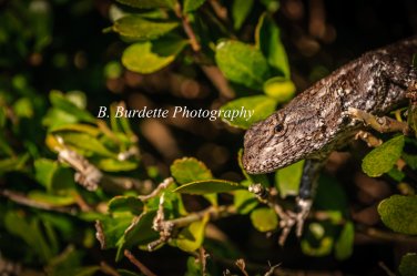 Lizard Peeking Out