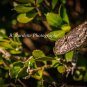 Lizard Peeking Out