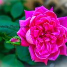 Pink Rose