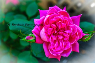 Pink Rose