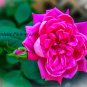 Pink Rose