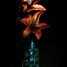 Dark Tiger Lilly