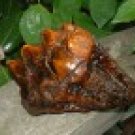 Prehistoric Mastodon Tooth - Museum Quality