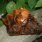 Prehistoric Mastodon Tooth - Museum Quality