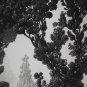 Kilian Eng Forest Maze Giclee Art Print Variant Black White B&W /75 18x24 Poster