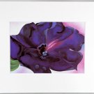 Georgia O'Keeffe Print, Purple Petunia, White Matted, 23571
