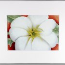 Georgia O'Keeffe Print, White Flower on Red Earth, White Matted, 23573