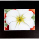 Georgia O'Keeffe Print, White Flower on Red Earth, Black Matted, 23574