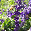 Purple Bee Print