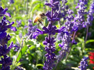 Purple Bee Print