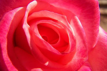 Rosey Print