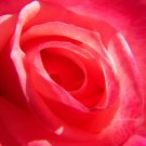 Rosey Print