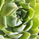 Succulent Print