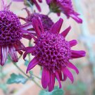 Purple Power Print