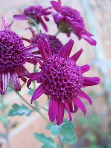 Purple Power Print