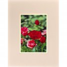Pink Red Roses 3D Lenticular Wall Decor w Ready Frame 8x10  #SSP-458-RF-COMO#