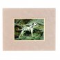 Dalmatian Dog 3D Lenticular Wall Decor w Ready Frame 8x10 #TP-211-RF-ROCCO#