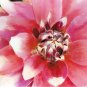 Hot Pink Dahlia - Box of 8 Greeting Cards (5 inch by 7 inch) come with 8 envelopes (blank inside)